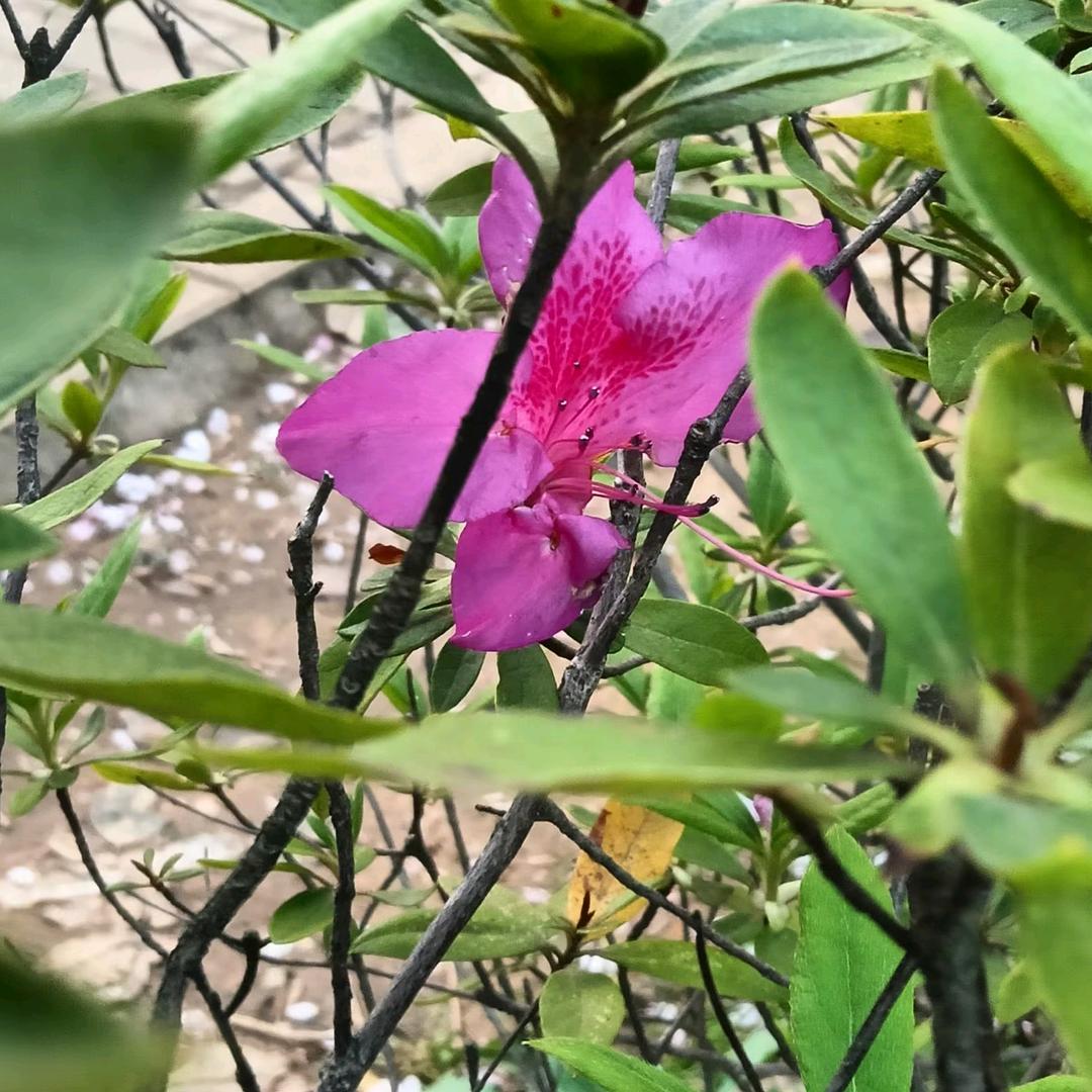 我腻发朵🌺💐🌸