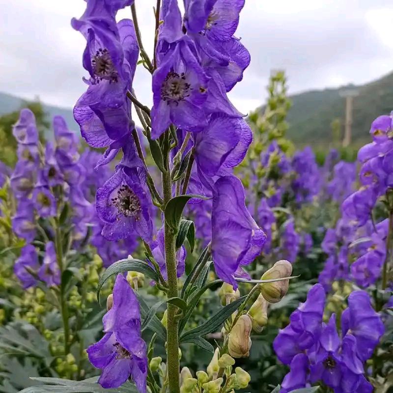 江油市川附臻选