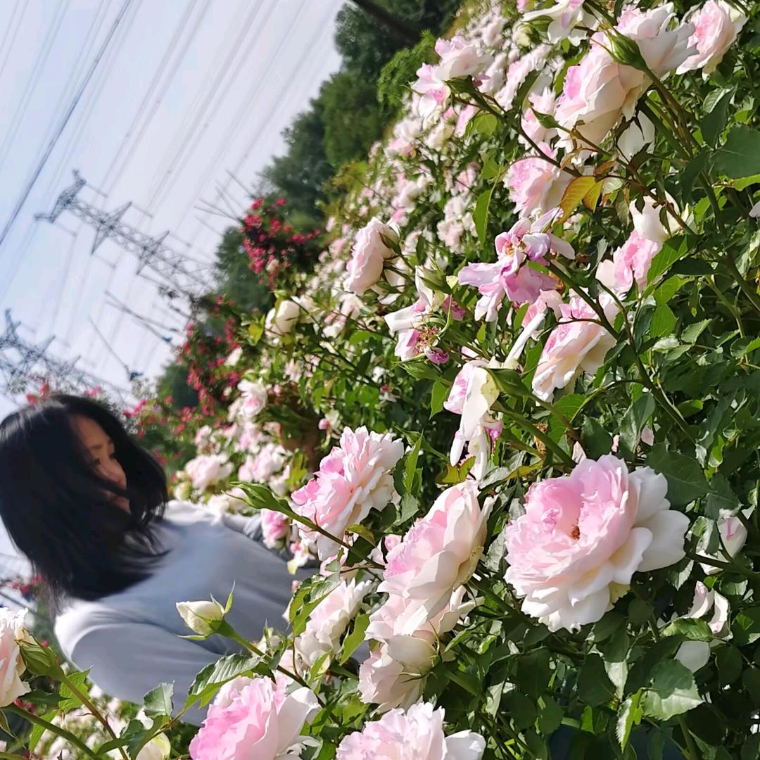 🌸🌸🌸