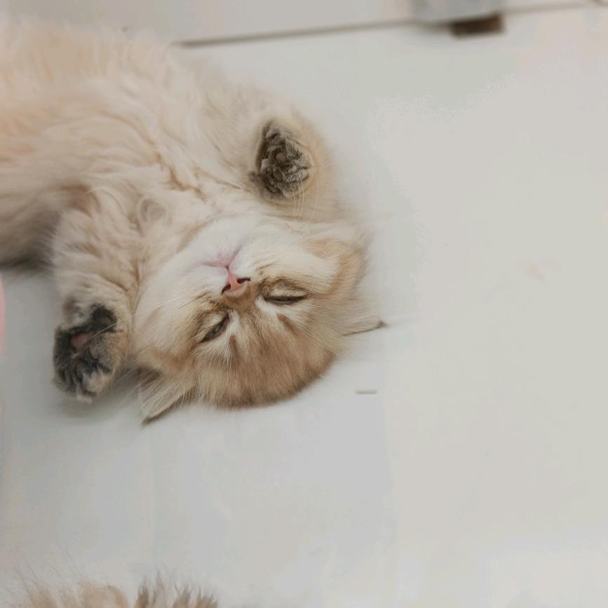 呆小萌