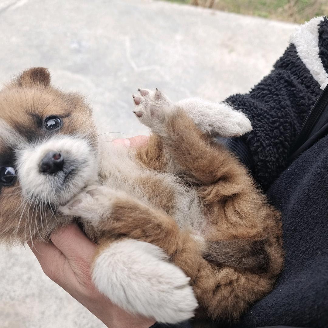羊村你喜哥