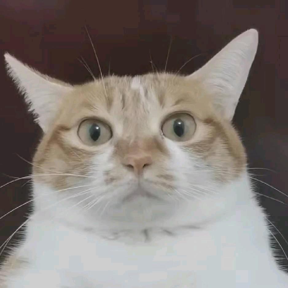 发疯是常态😓
