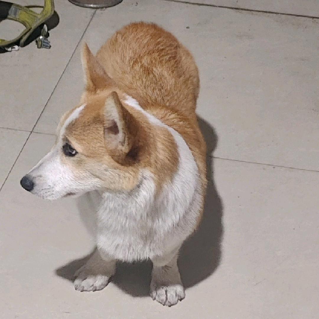 余            鹏