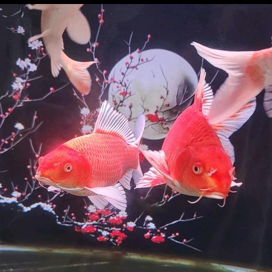 九九蝴蝶鲤