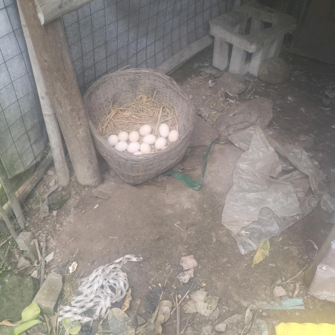 刘妹钱哥养鸡记