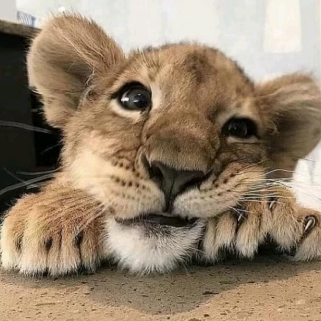潘潘