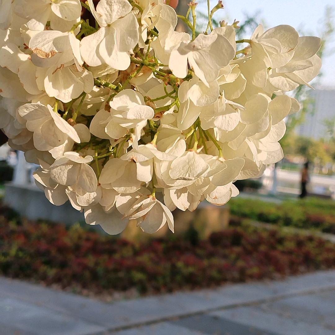小林子wjl