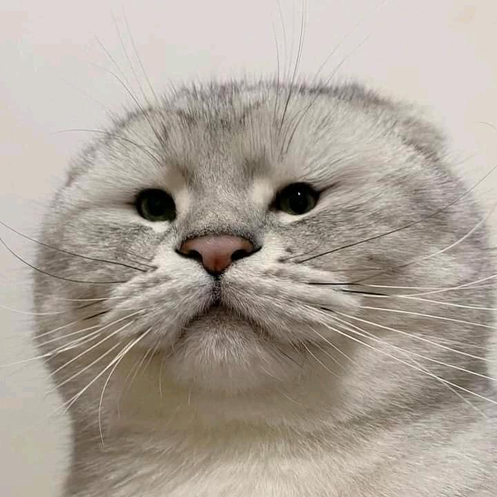 七月的雪