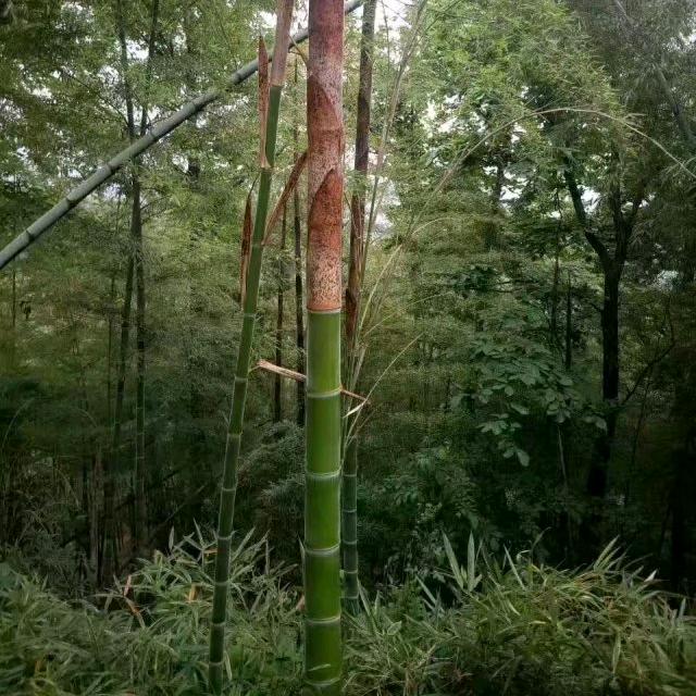 静以修身，俭以养德