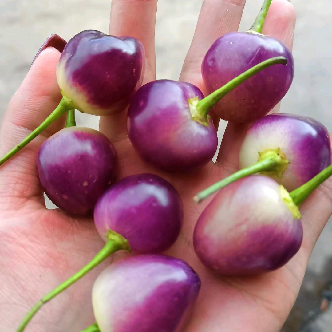 萱衣草