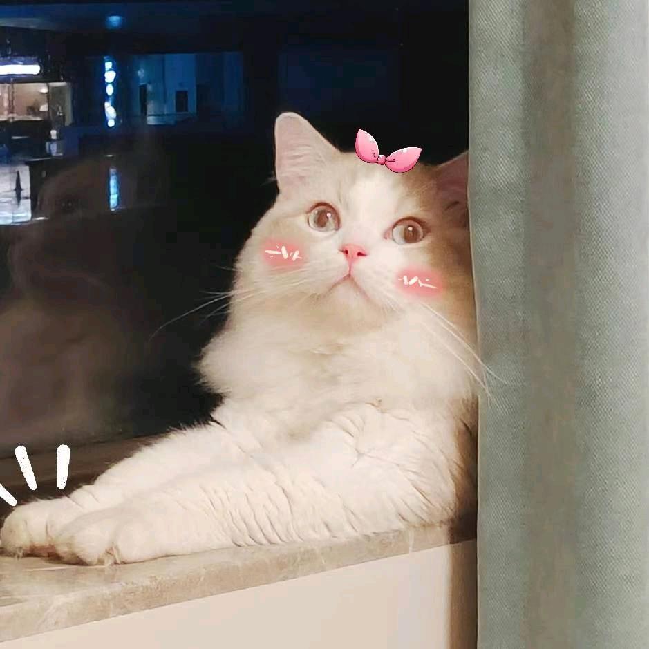 🌱她的喵喵仔