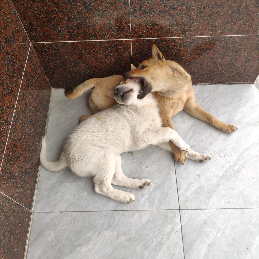 两只汪
