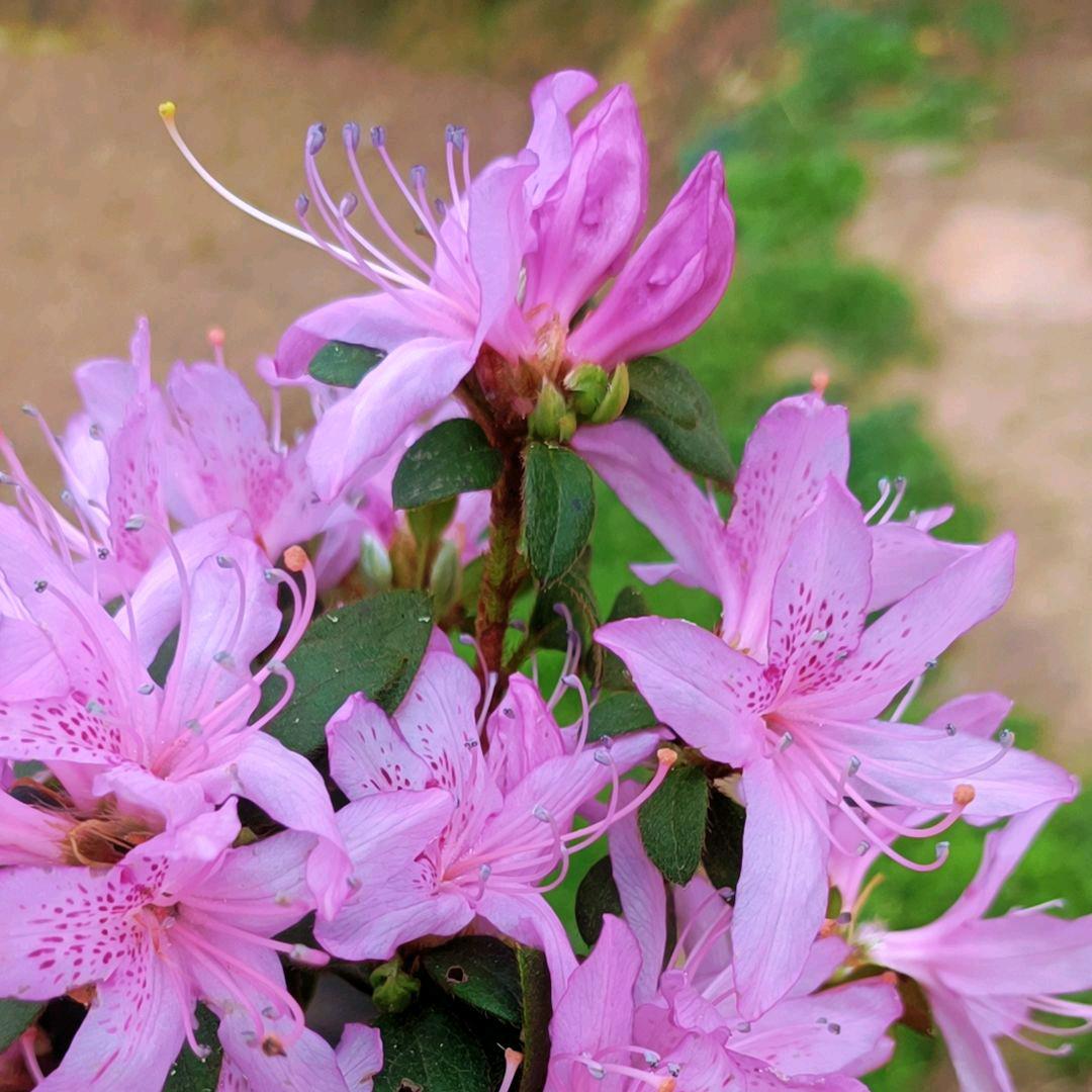 ༺❀张❤️雨❀༻