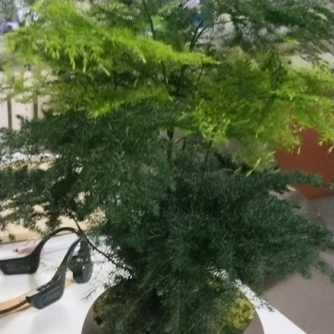 亿家亲种植专业合作社