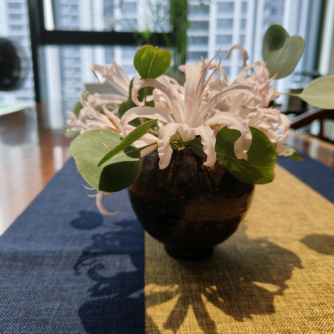 壹葉•福鼎白茶