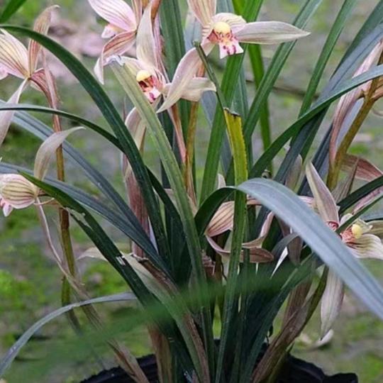 用户3843601235466应萍