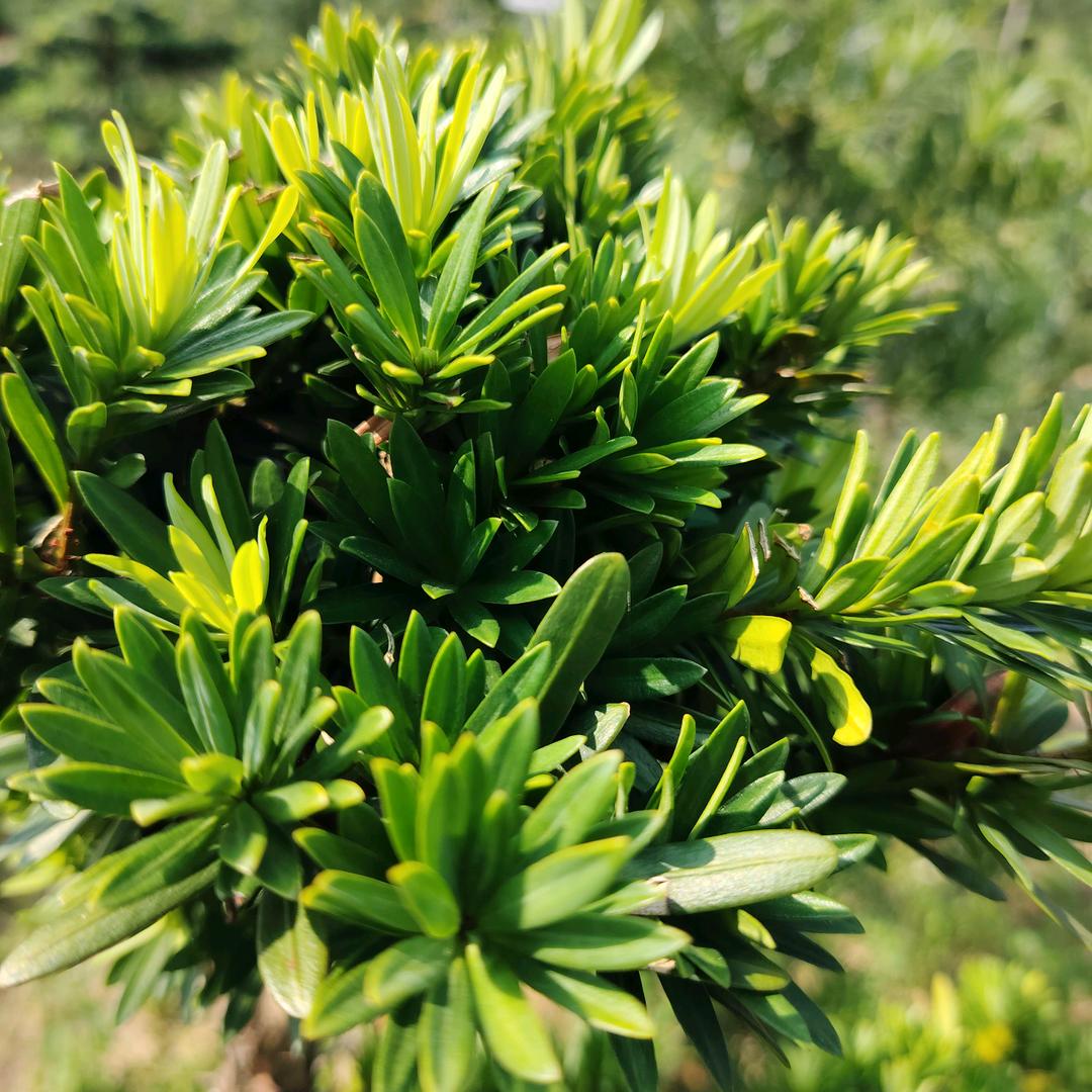 小李罗汉松基地直播