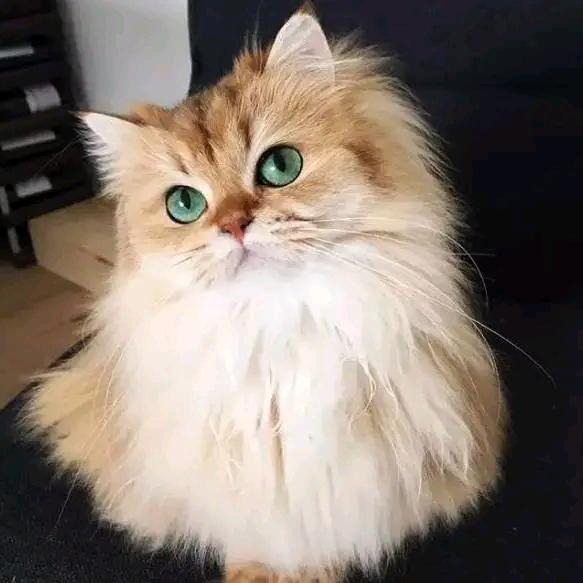 嘟嘟囔囔哎呦呦