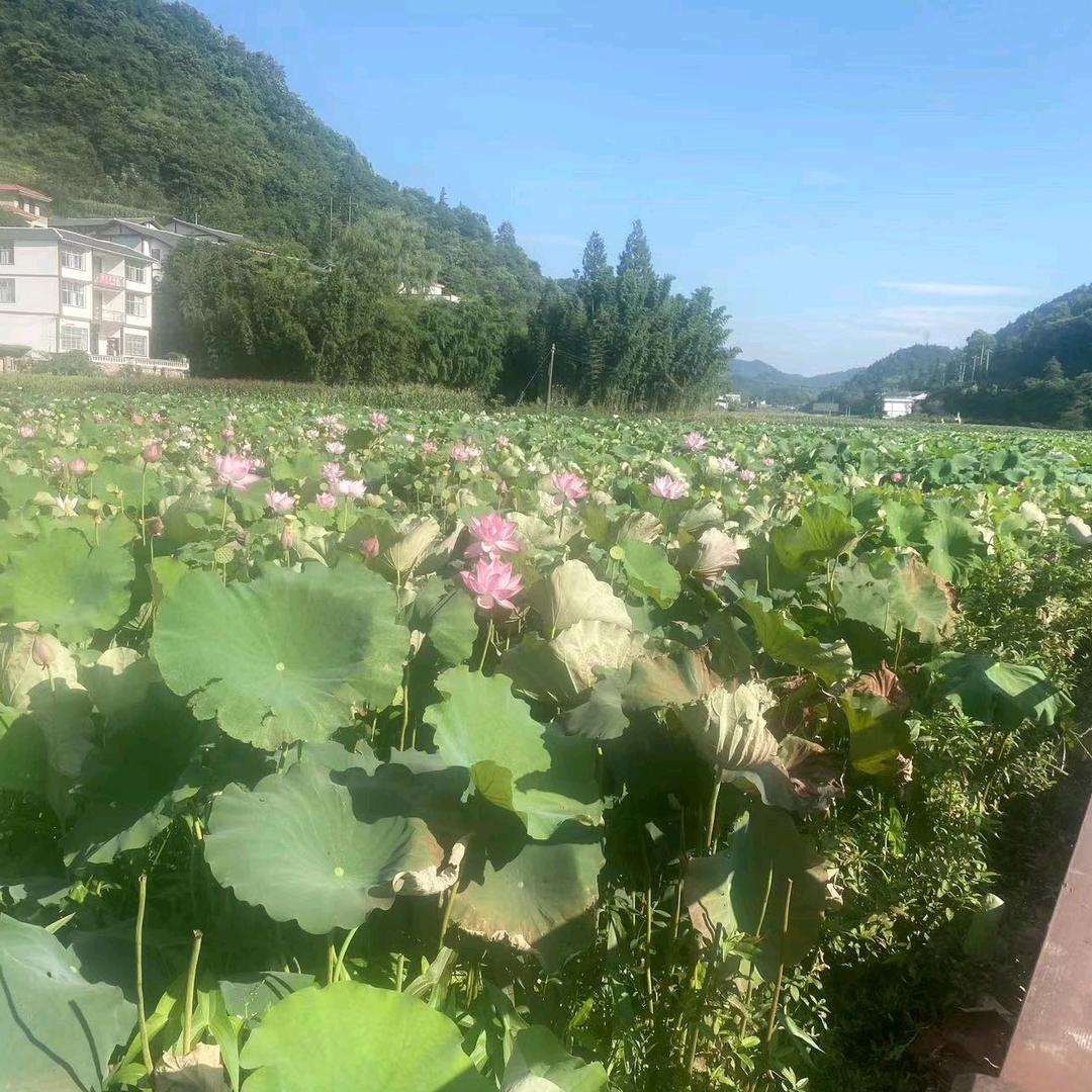 顺其自然