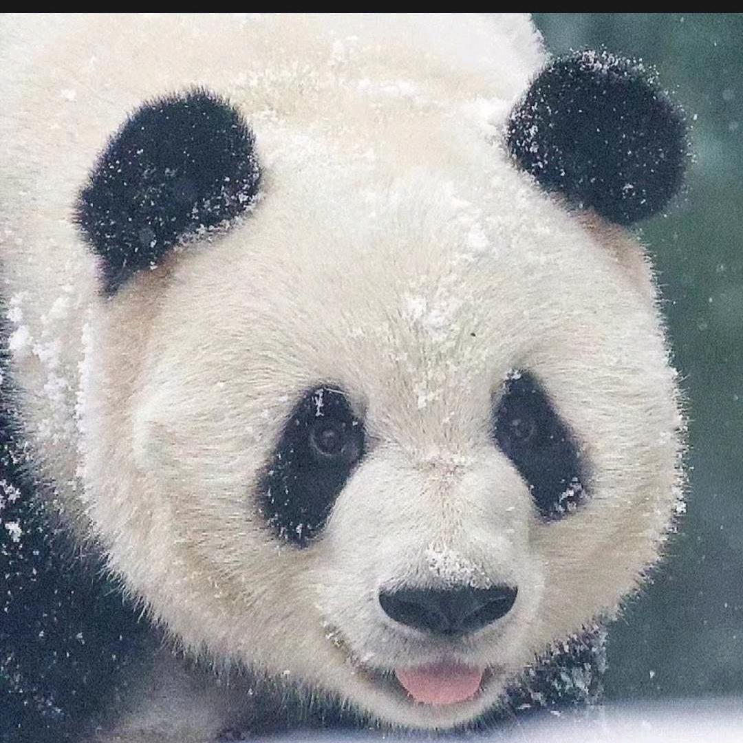 许多肉