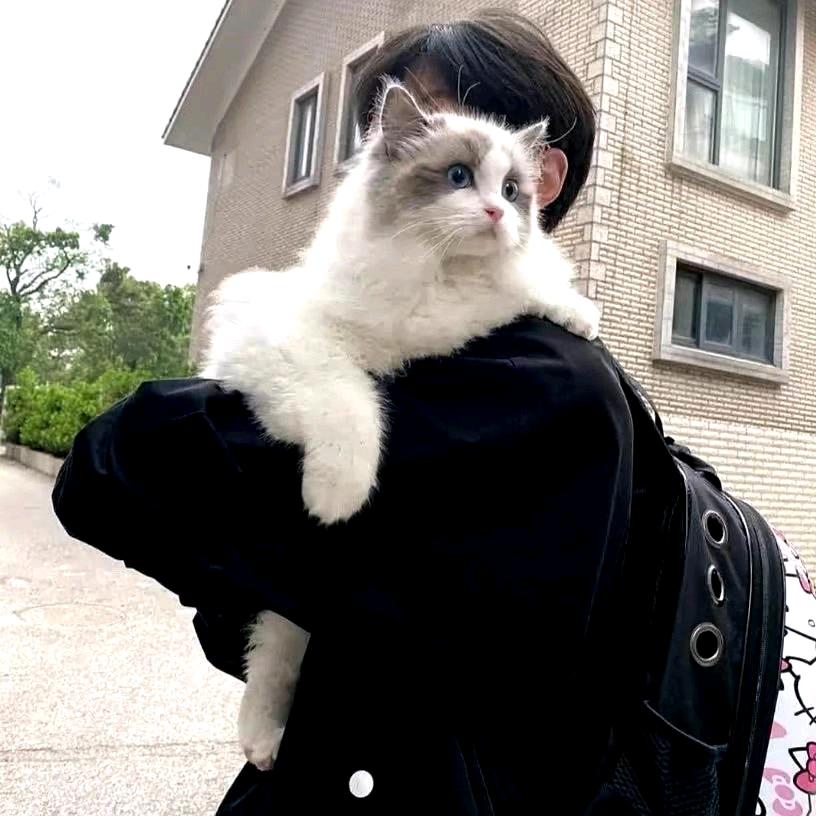 儒.