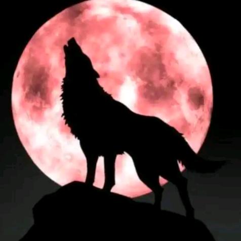 老狼🐺.漂泊