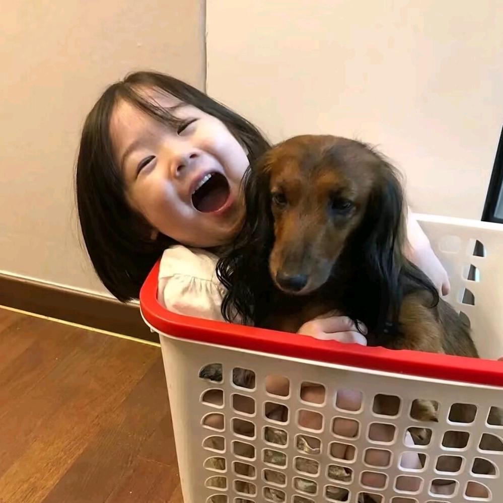 小狗碎碎冰