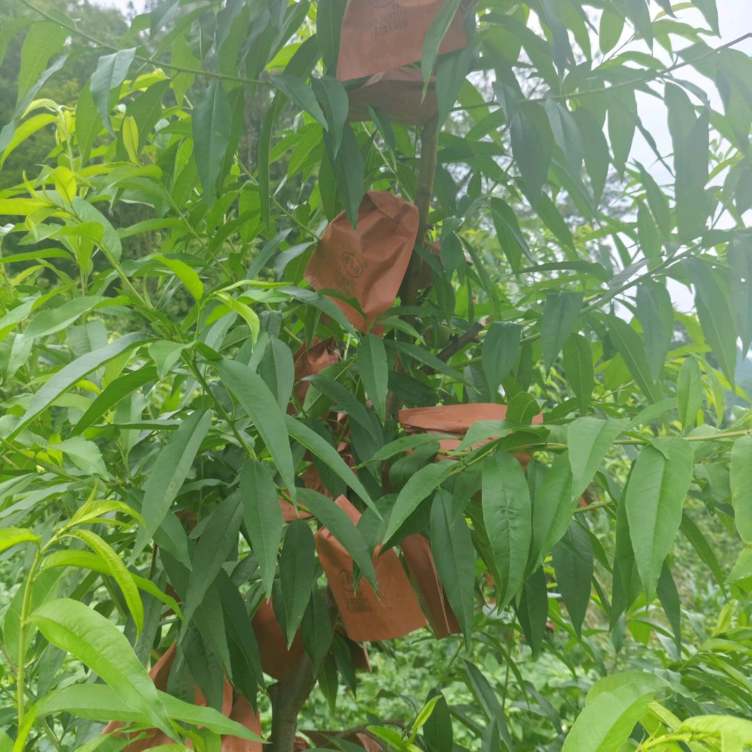 贵州黔西钟山十月桃