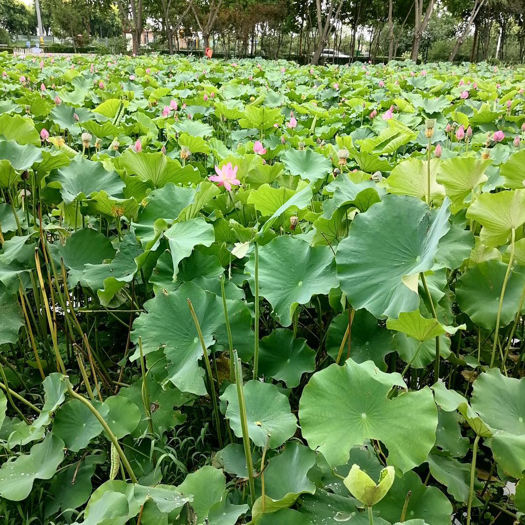 春暧花开