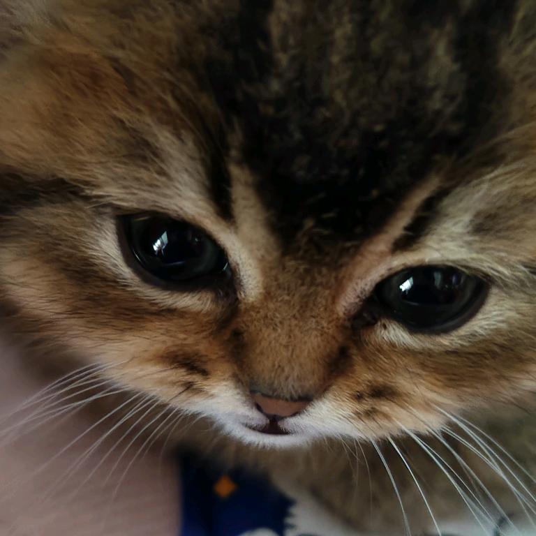 吱唔猪◔.̮◔