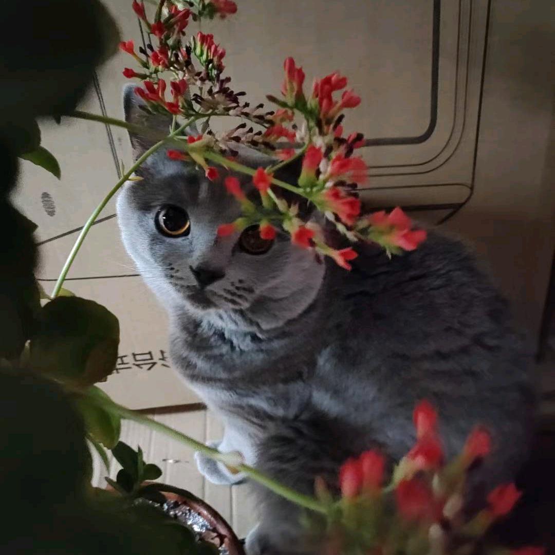 小猪快跑