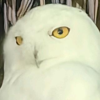 你直接给我坐下