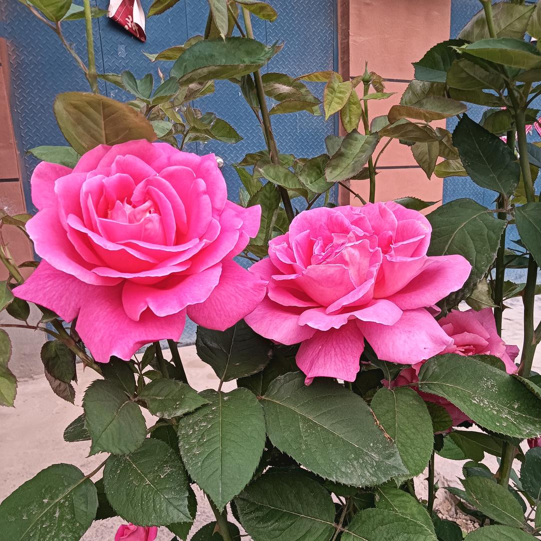 远方的👩‍❤️‍💋‍👩你