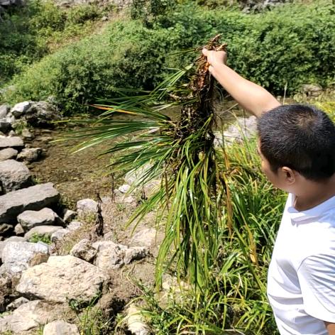 回家种地（石菖蒲种植）
