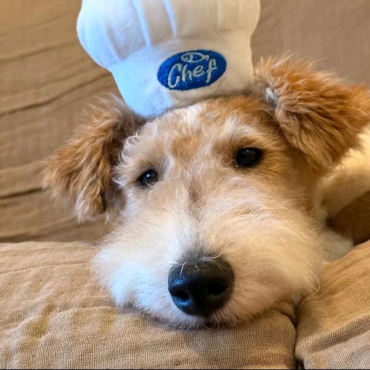 花怎么会落呢🥀