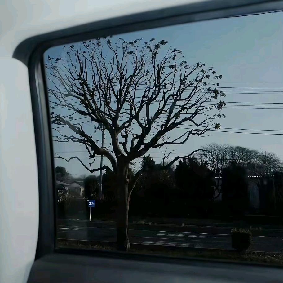 枫