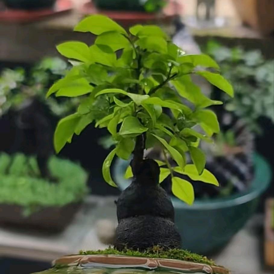箢笙颐景