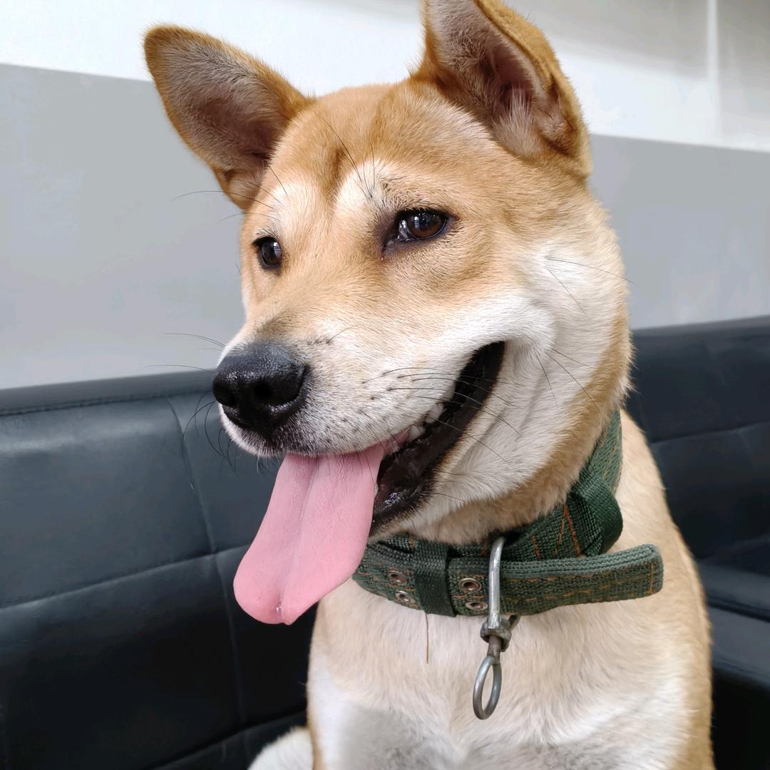 元宝是我家的小狗狗哦