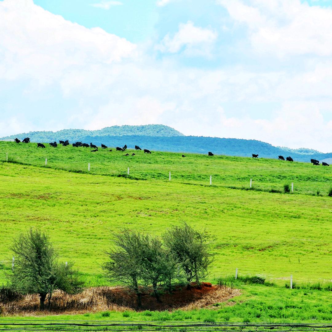 断桥烟雨旧人殇