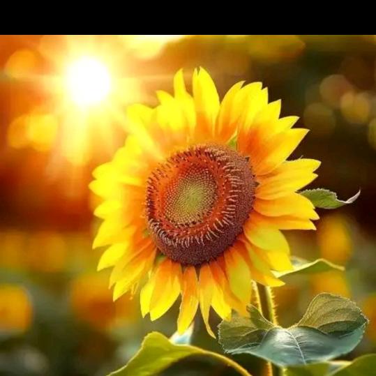 ☀️太阳☀️
