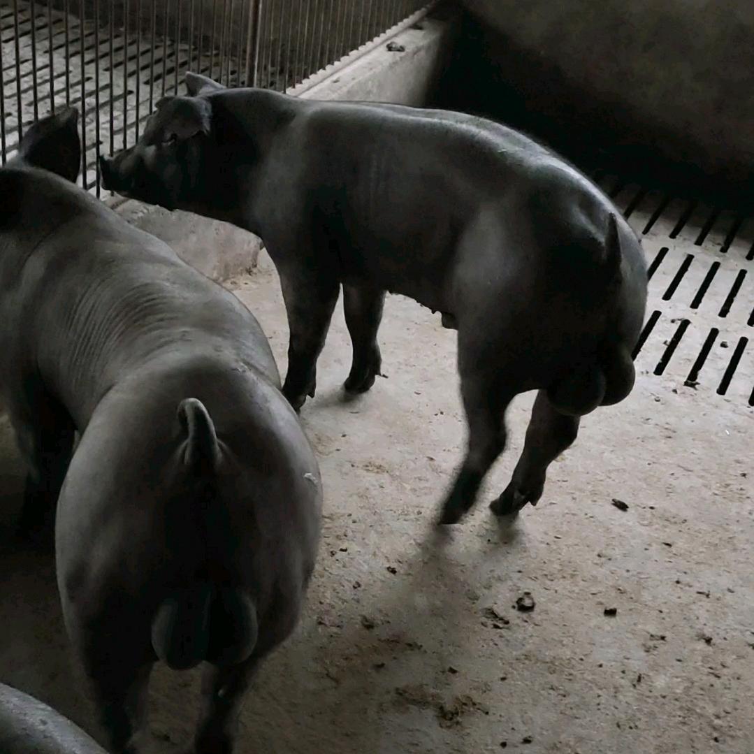 育种级黑猪养殖