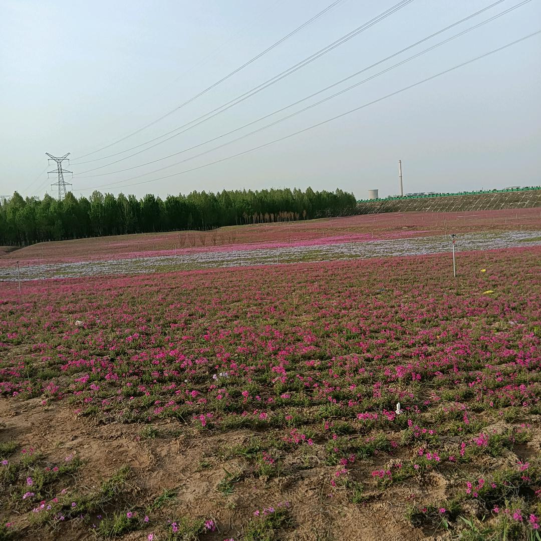 一路生花，向阳而生