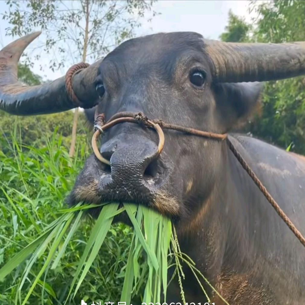 牛转🐮乾坤