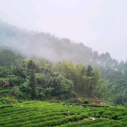 淳园茶业