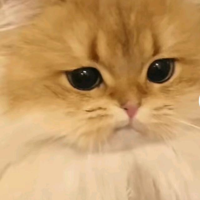 何赛飞