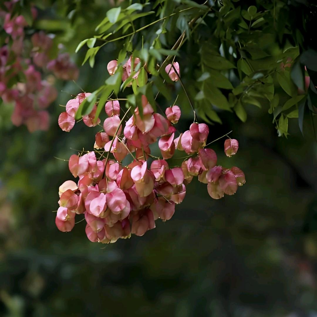 菠萝菠萝蜜