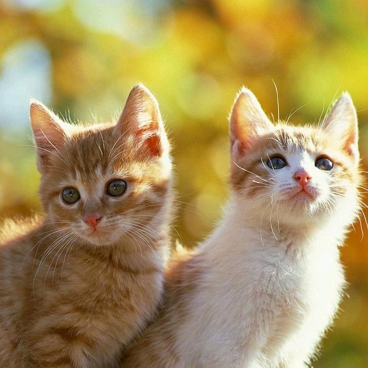 犟嘴的高压锅♋