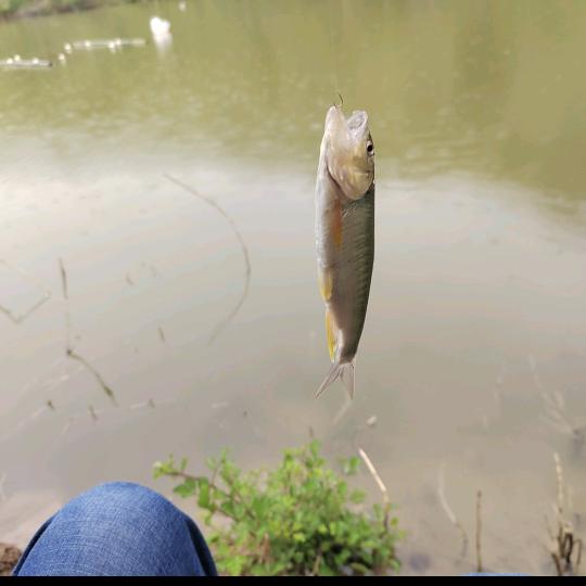 走两步，走两步