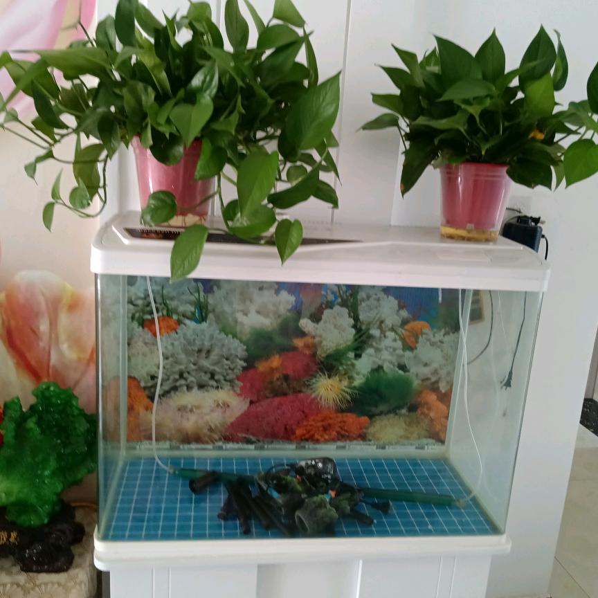 黄素阁