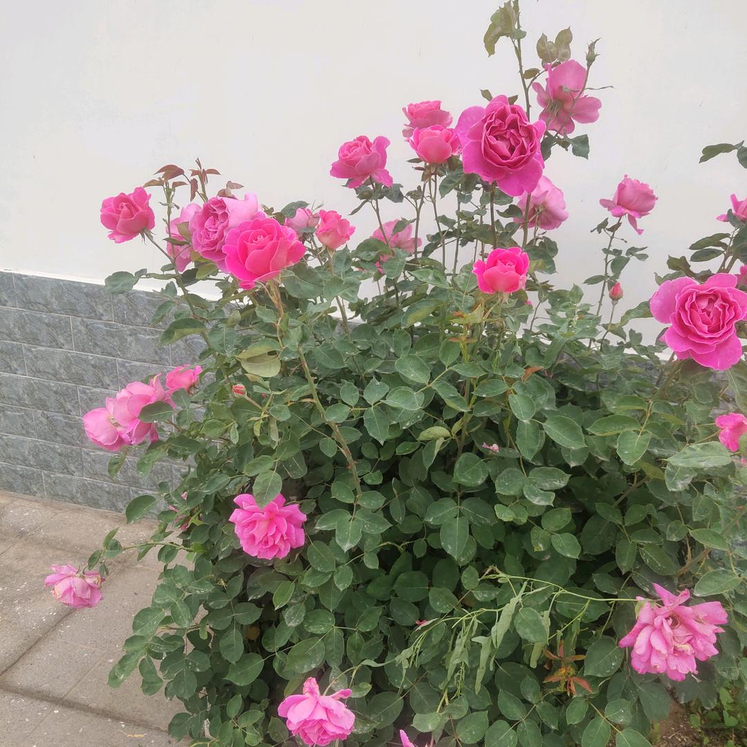 开心快乐🌹